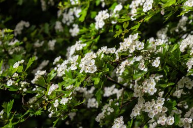 Yaygın atmacalı diken ya da bir tohum Crataegus Monogyna ilkbahar taze yeşil yaprakları .