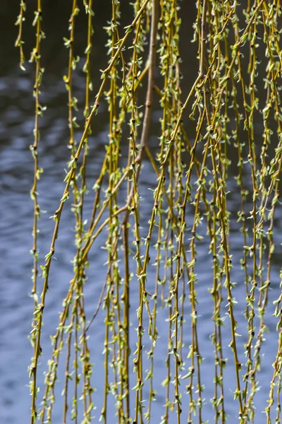 Photos Yellow Buds Willow Leaves Spring Background Water — Stock Photo, Image