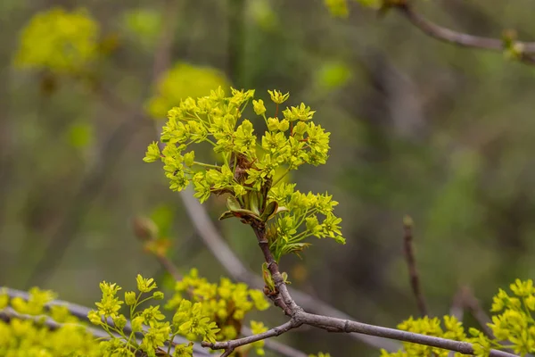 Maple Acer Platanoides Blooms Leaves Bloom Yellow Fragrant Maple Flowers — Stock Photo, Image