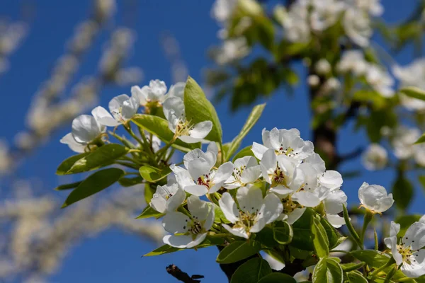 stock image Pear tree flowers up close. white flowers and buds of the fruit tree. Sunlight falls on pear flowers. At dawn, the flowers of the trees look beautiful.