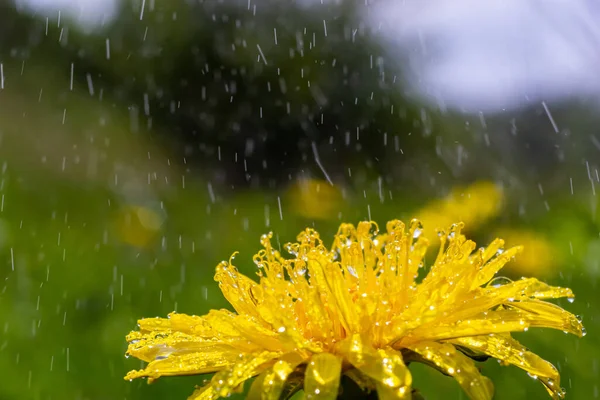 蒲公英黄色花与雨滴紧密相连 — 图库照片