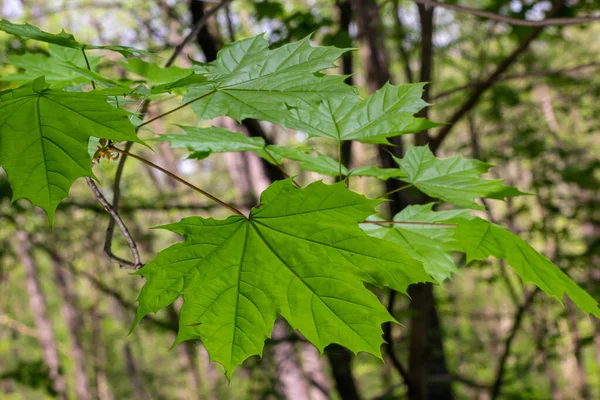 Young Spring Green Fresh Maple Leaves Macro Summer Sunny Day — Stock Photo, Image