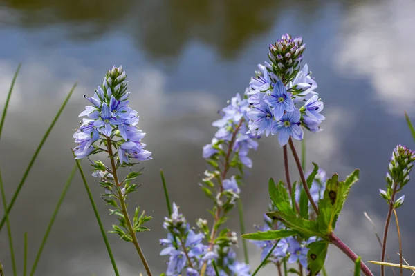 Κοντινό Πλάνο Στο Λαμπερό Μπλε Λουλούδια Της Germander Speedwell Veronica — Φωτογραφία Αρχείου