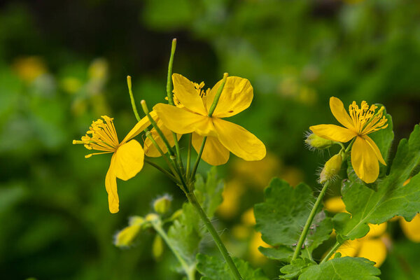 Макро-фотография натуральных желтых цветков селандина. Цветущие цветы цветок селандина.