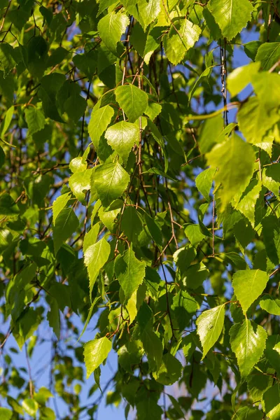 Зелене Весняне Листя Гілці Березове Листя Березові Гілки Дерево Парку — стокове фото