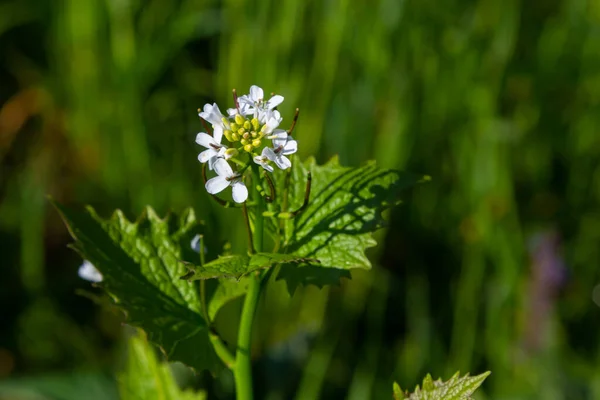 Stock image Garlic mustard flowers Alliaria petiolata close up. Alliaria petiolata, or garlic mustard, is a biennial flowering plant in the mustard family Brassicaceae.