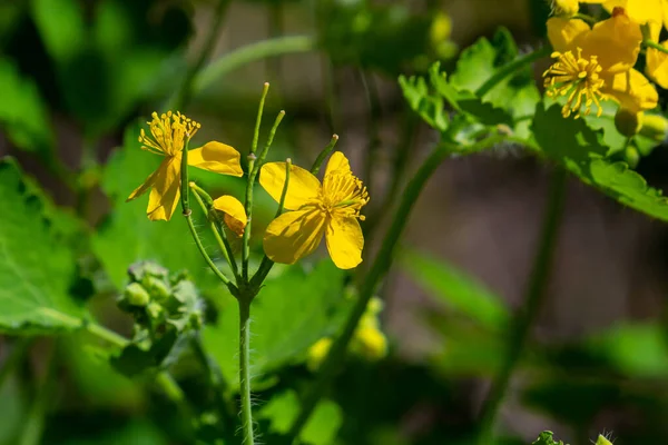 Makroaufnahme Der Natur Gelbe Blüten Des Schöllkrauts Hintergrund Blühende Blumen — Stockfoto