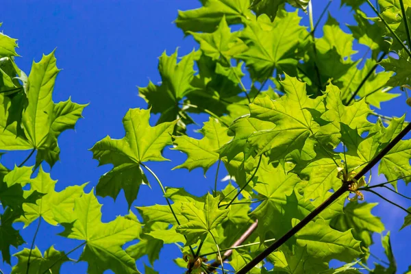 Zielony Świeży Klon Liście Makro Błękitnym Niebem Letni Słoneczny Dzień — Zdjęcie stockowe