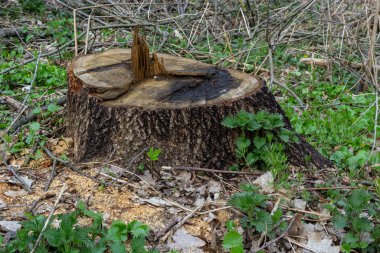 Bahar ormanındaki bir ağaç kütüğü, ormanların yok olmasıyla ilgili ekolojik sorunlar..