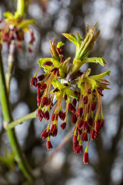Kül yapraklı akçaağaç Akçaağaç Acer negundo çiçekleri ilkbaharın başlarında, güneşli bir günde ve doğal ortamda, bulanık arka planda.