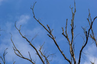 Mavi gökyüzü arka planında kuru ağaç dalları, ölü ağaç çevresel koruma kavramı.