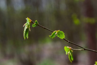 Hornbeam yaprağı güneşte. Taze yeşil yapraklı Hornbeam ağacı dalı. Güzel yeşil doğal arka plan. Bahar yaprakları.