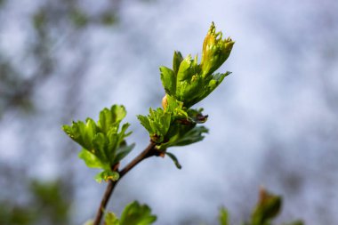 Close-up of a branch of midland hawthorn or crataegus laevigata with a blurred background photographed in the garden of herbs and medicinal plants. clipart