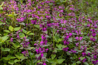 Deaf nettle blooming in a forest, Lamium purpureum. Spring purple flowers with leaves close up.