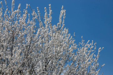Mavi gökyüzünün altındaki ağaçtaki erik çiçeklerinin güzel dallarının seçici odak noktası, ilkbahar mevsiminde güzel Sakura çiçekleri, çiçek deseni, doğa arka planı..