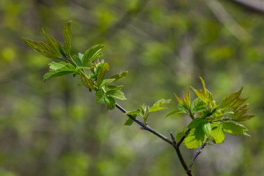 Yaygın atmacalı diken ya da bir tohum Crataegus Monogyna ilkbahar taze yeşil yaprakları .