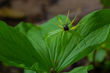 Dört yapraklı Paris kuadrifolisinin tipik meyveleri ve dört yapraklı yaprakları..