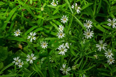 Stellaria sanal çayı. Tavuk otunun narin orman çiçekleri, Stellaria holostea ya da Echte Sternmiere. Çiçek arkaplanı. Doğal yeşil arka planda beyaz çiçekler. Bahar ormanında çiçekler.