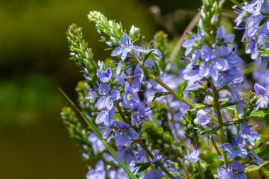 Germander Speedwell 'in parlak mavi çiçeklerine yakın çekim, Veronica ilkbaharda çimenlikte, güneşli günde, doğal ortamda büyüyen prostrata.