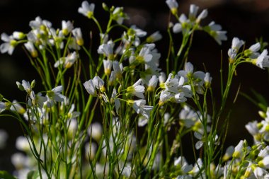 Cardamine Amara, büyük acı tereyağı olarak bilinir. Bahar ormanı. Çiçek açan bir bitkinin çiçek arkaplanı.