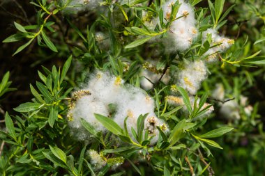 Salix atrocinerea. Olgun dişi kedi derileri, tohumlar ve yapraklarla dolu bir Jack Salce şubesine yakın çekim..