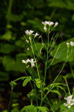 Cardamine Amara, büyük acı tereyağı olarak bilinir. Bahar ormanı. Çiçek açan bir bitkinin çiçek arkaplanı.