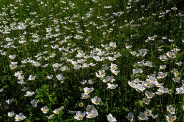 Yeşil çimlerde beyaz bahar çiçekleri. Beyaz şakayık çiçekleri. Anemone hecesi, kartopu şakayığı, yel çiçeği.