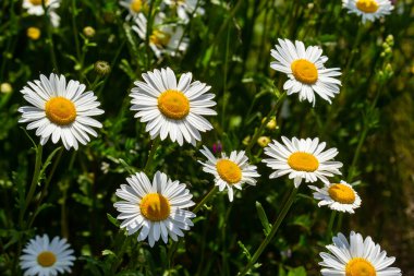 Çayırda yetişen papatya çiçekleri, beyaz papatyalar. Oxeye papatya, Leucanthemum vulgare, Papatya, Dox-eye, Common papatya, Dog papatya, Bahçe konsepti.