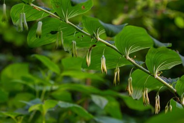 Polygonatum multiflorum, Süleyman 'ın mührü, Davut' un arpı, Cennete merdiven dayaması veya Avrasya Süleyman 'ın mührü, Asparagaceae familyasından bir bitki türü..