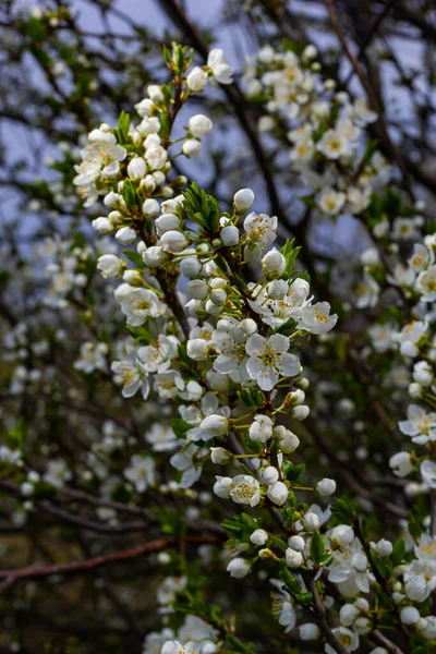 Selektive Fokussierung Der Schönen Zweige Der Pflaumenblüten Auf Den Baum — Stockfoto