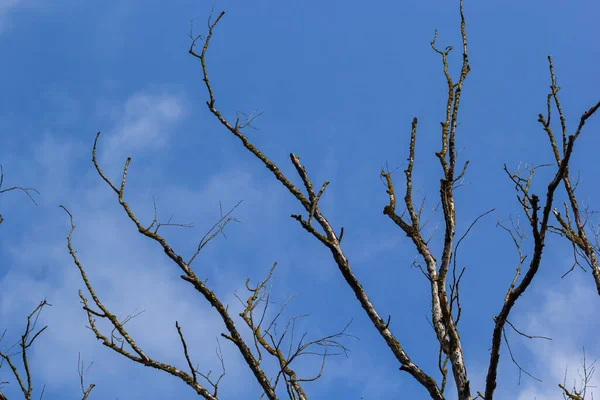 Branches Arbres Secs Sur Fond Ciel Bleu Concept Arbre Mort — Photo