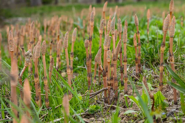 말꼬리 Equisetum Arvense 말꼬리 Field Horsetail 이식물 다년생 식물이다 Horsetail — 스톡 사진