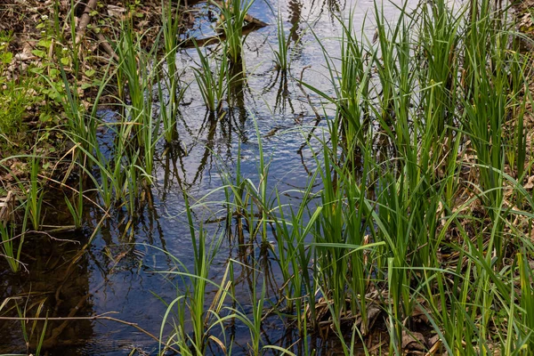 Tanaman Jagung Rumput Anjing Samping Sungai Typha Latifolia Juga Dikenal — Stok Foto