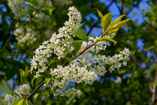 Цветущая Вишня Весенний Природный Фон Белые Цветы Зеленых Ветвях Чернослив — стоковое фото