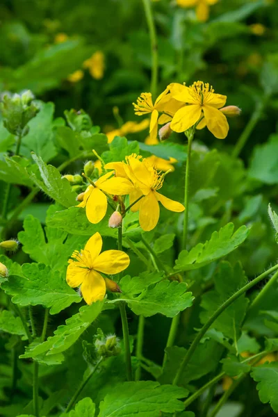 Makró Fotó Természet Sárga Virágok Celandine Háttér Virágzó Virágok Növény — Stock Fotó