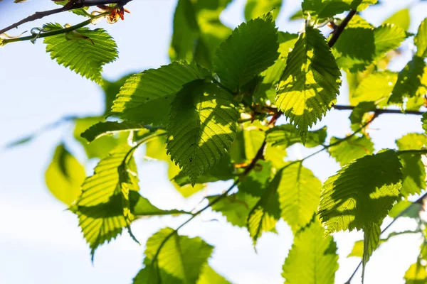 Folha Chifre Sol Ramo Árvore Chifre Com Folhas Verdes Frescas — Fotografia de Stock