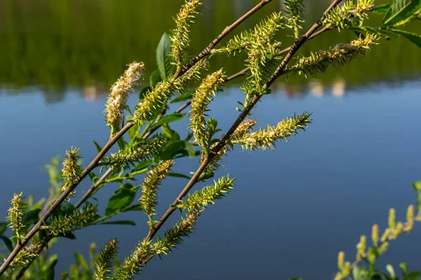 Λουλούδια Του Salix Viminalis Ηλιόλουστη Μέρα Άνθος Της Ιτιάς Του — Φωτογραφία Αρχείου