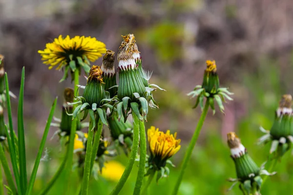 Κίτρινα Λουλούδια Από Πικραλίδες Πράσινο Φόντο Άνοιξη Και Καλοκαίρι Φόντο — Φωτογραφία Αρχείου
