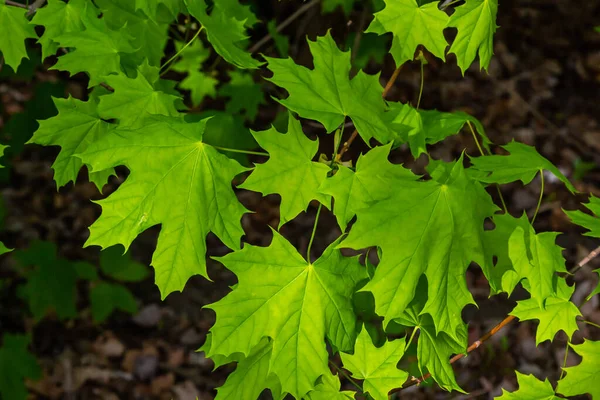 Νέοι Άνοιξη Πράσινο Φρέσκα Φύλλα Σφενδάμου Μακροεντολή Καλοκαίρι Ηλιόλουστη Μέρα — Φωτογραφία Αρχείου