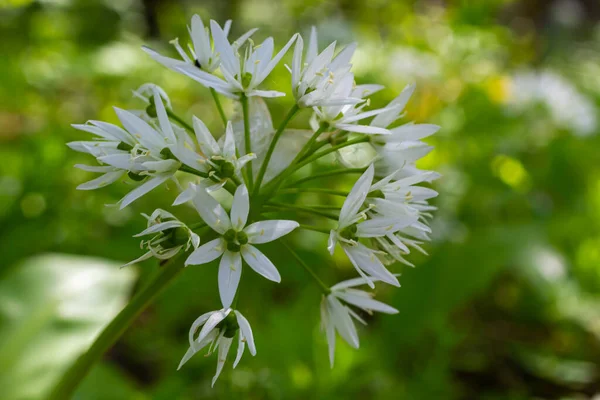 Belas Flores Brancas Florescentes Ramson Alho Selvagem Allium Ursinum Planta — Fotografia de Stock