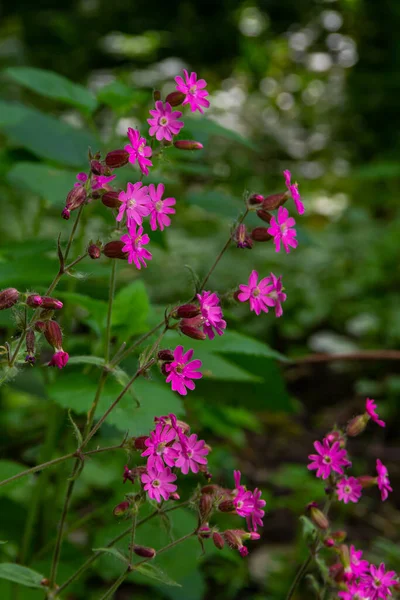 Silene Dioica Melandrium Rubrum Known Red Campion Red Catchfly Herbaceous — Stock Photo, Image