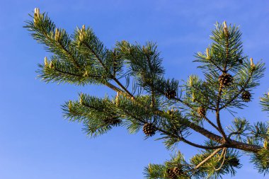 Sylvestris Scotch Avrupa kırmızı çam ağacı İskoçya da Baltık çamı. Kapalı makro seçici odak dalı koni çiçekleri ve odak alanı dışında polen telif alanı ile.