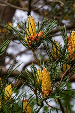 Sylvestris Scotch Avrupa kırmızı çam ağacı İskoçya da Baltık çamı. Kapalı makro seçici odak dalı koni çiçekleri ve odak alanı dışında polen telif alanı ile.