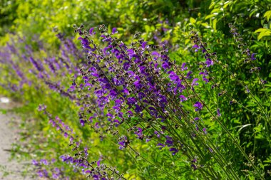 Salvia pratensis, Lamiaceae familyasından Avrupa, Batı Asya ve Kuzey Afrika 'ya özgü bir bitki türüdür..