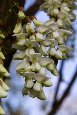 Robinia psödoacia 'nın bol çiçekli akasya dalı, sahte akasya, yakın plan siyah çekirge. Yumuşak ama kokulu bal için nektar kaynağı. Çekirge ağacı çiçeği - Robinia psödoacia.