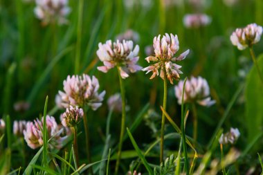 Beyaz yonca çiçekleri. Fabaceae daimi bitkileri. Nisan-Temmuz çiçek mevsimidir ve aynı zamanda bir yem, yeşil gübre ve nektar bitkisidir..