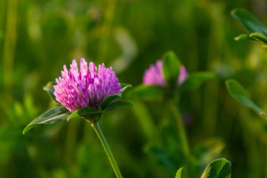 Trifolium pratense, kırmızı yonca. Yazın çayırdaki değerli çiçekleri toplayın. Şifalı ve bal taşıyan bitki, yem ve halk tıbbında tıbbi olarak yontulmuş yabani otlar..