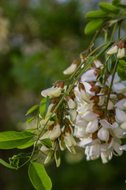 Robinia psödoacia 'nın bol çiçekli akasya dalı, sahte akasya, yakın plan siyah çekirge. Yumuşak ama kokulu bal için nektar kaynağı. Çekirge ağacı çiçeği - Robinia psödoacia.