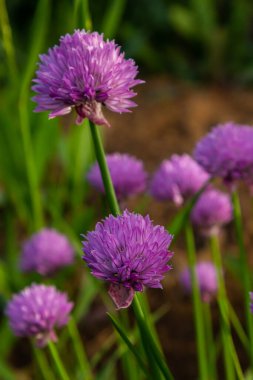 Yenilebilir frenk soğanları üzerindeki mor tomurcukların ve çiçeklerin yakın görüntüsü allium schoenoprasum.