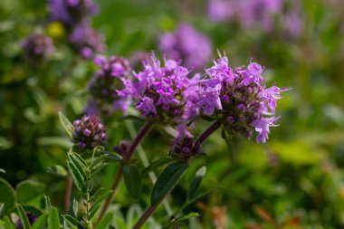 Çiçekli kokulu Thymus Serpilllum, Breckland yabani kekik, sürünen kekik, ya da elf kekik yakın çekim, makro fotoğraf. Güneşli bir günde tarlada güzel yiyecekler ve tıbbi bitkiler.